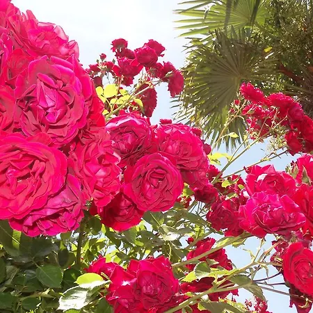 Апарт-отель Chateau Del Marina Complex Несебр