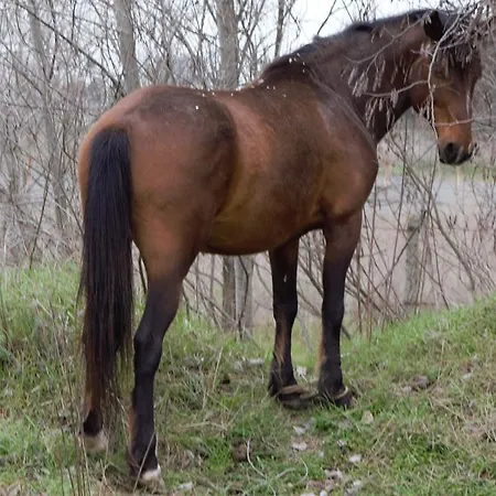 アパートホテル Chateau Del Marina Complex