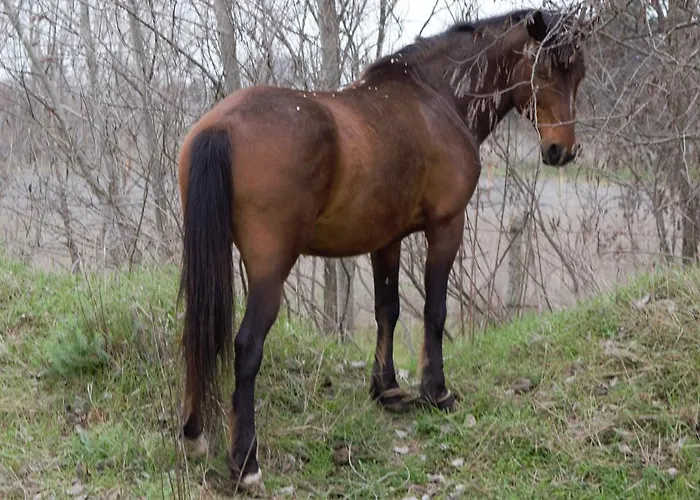 公寓式酒店 Chateau Del Marina Complex