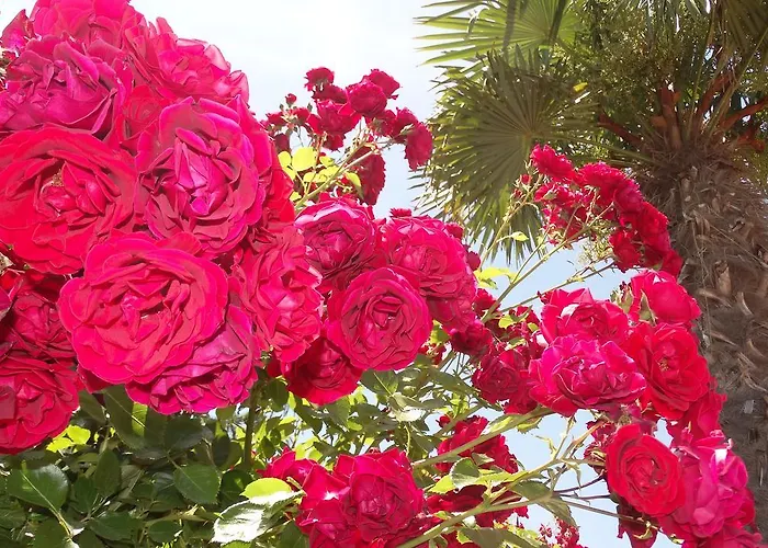 公寓式酒店 Chateau Del Marina Complex 内塞伯尔